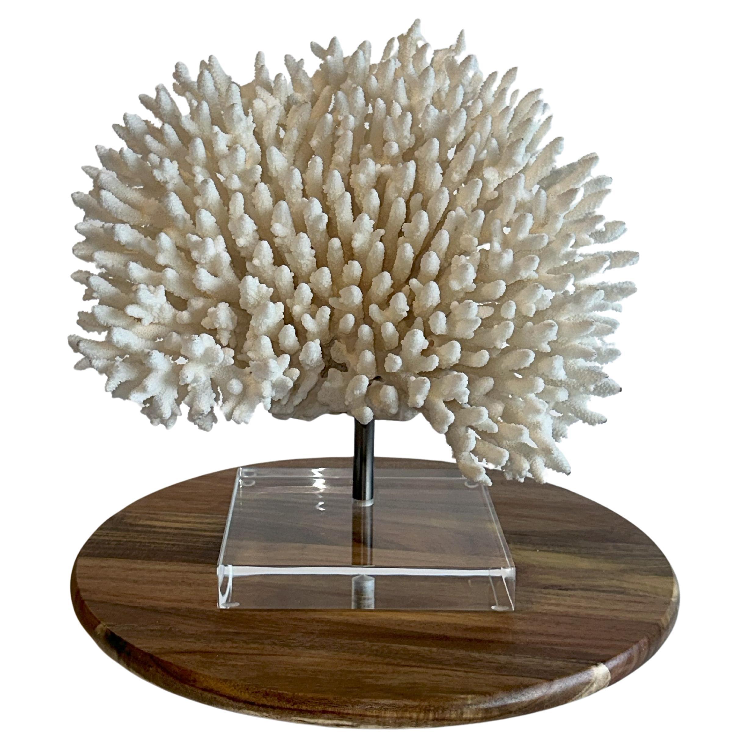 Large White Table Coral Sculpture on Custom Iron & Lucite base Ready to Ship! For Sale