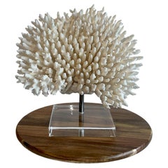 Large White Table Coral Sculpture on Custom Iron & Lucite base Ready to Ship!