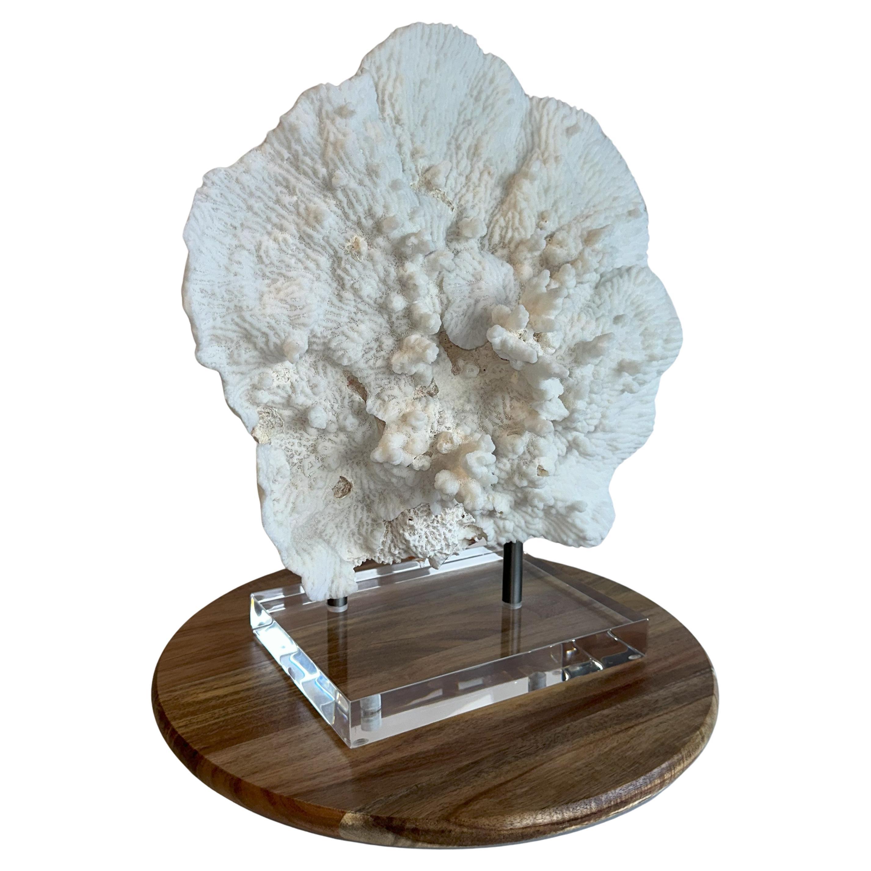 Huge Stunning "Flower" Coral Sculpture on Custom  base Ready to Ship!  **Real**