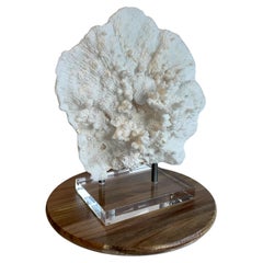 Große weiße Tabelle Coral Skulptur auf benutzerdefinierte Eisen & Lucite Basis Ready to Ship!