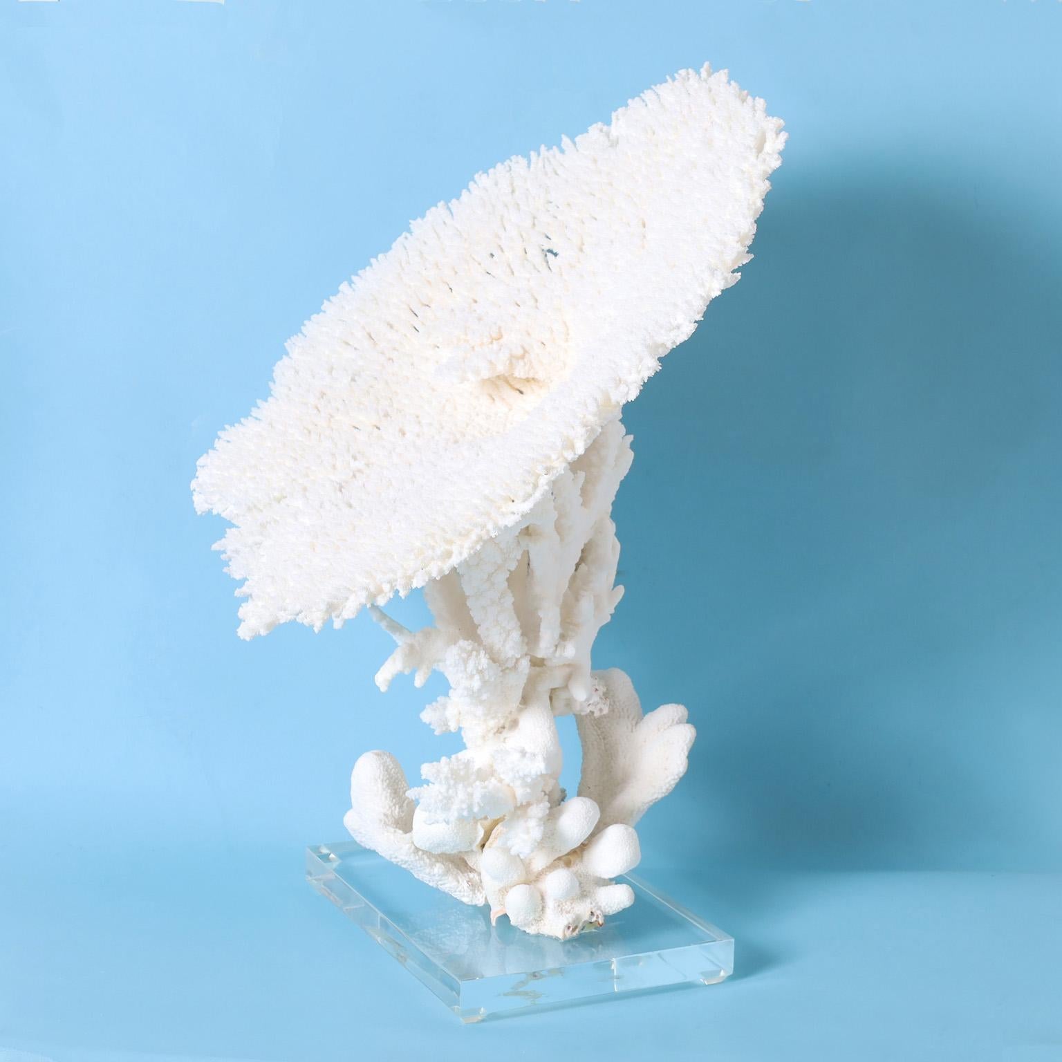 Impressionnant assemblage de corail blanc utilisant un spécimen de corail de table exceptionnellement grand avec ses couleurs et textures inspirées de la mer. Présenté sur une base en lucite pour mettre en valeur les éléments