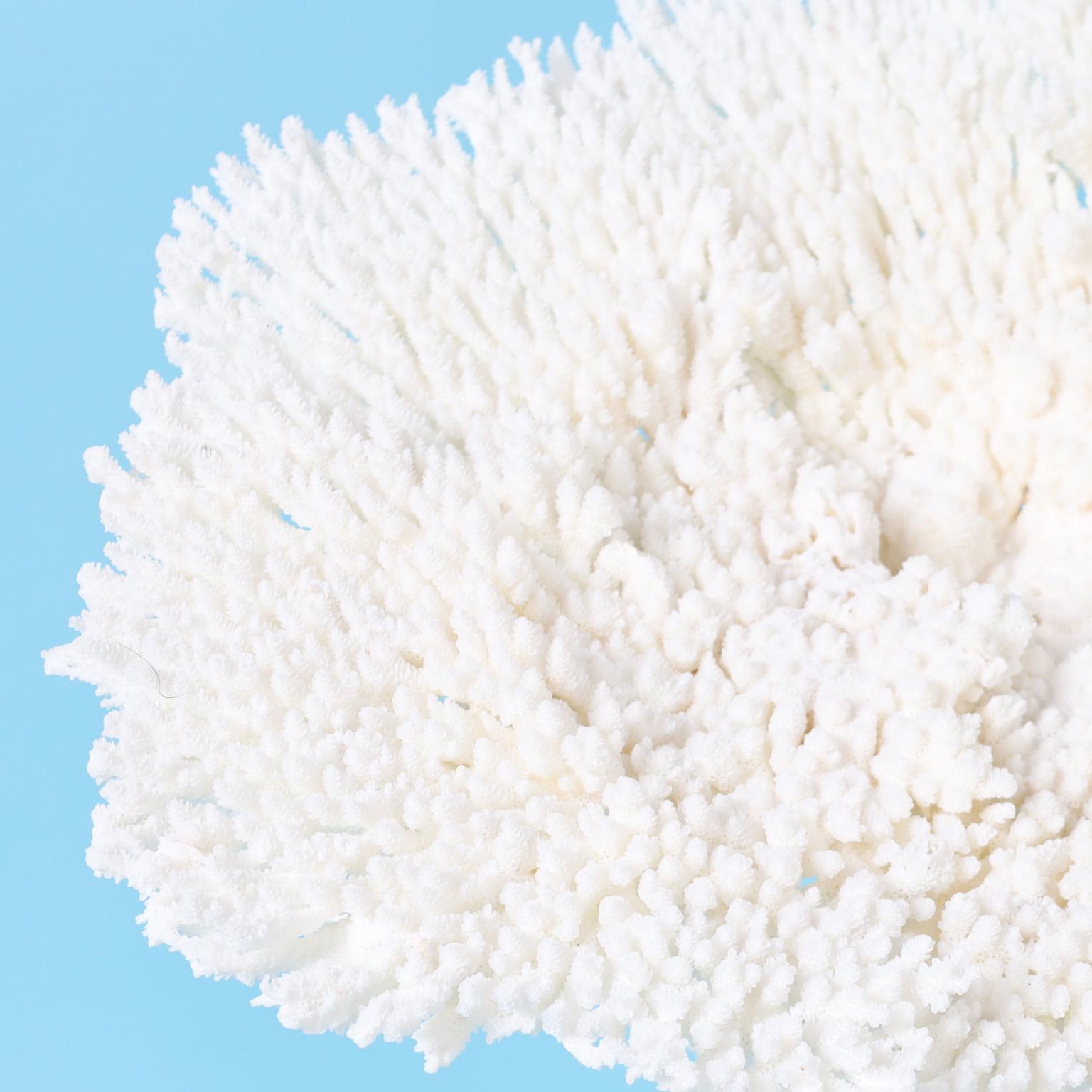 Striking white coral sculpture or assemblage hand crafted in sustainable staghorn and table coral with its sea inspired forms and textures. Presented on a lucite base.

Available only in the United States of America, shipping outside of the