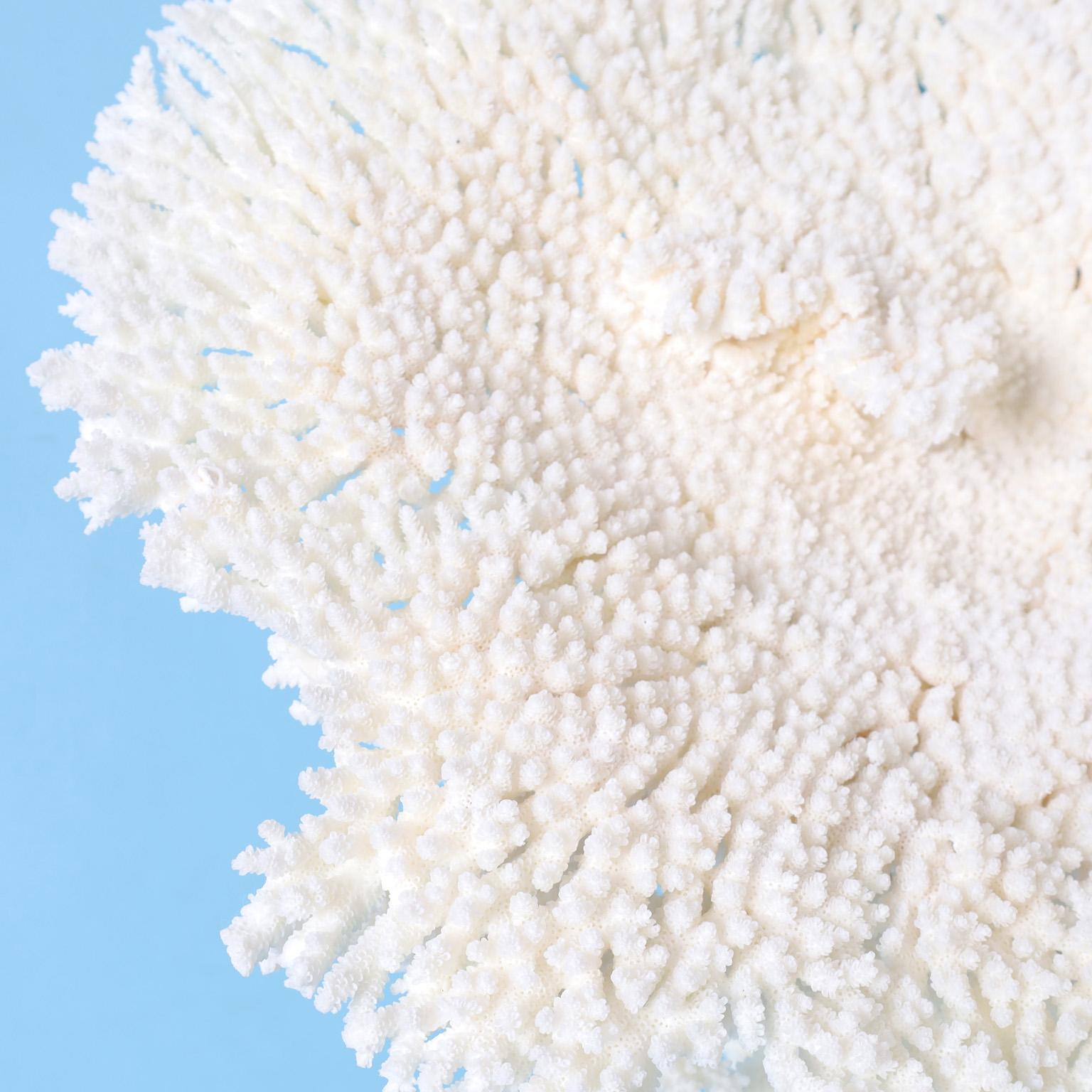 Îles Salomon Grande sculpture de table blanche en corail sur lucite en vente