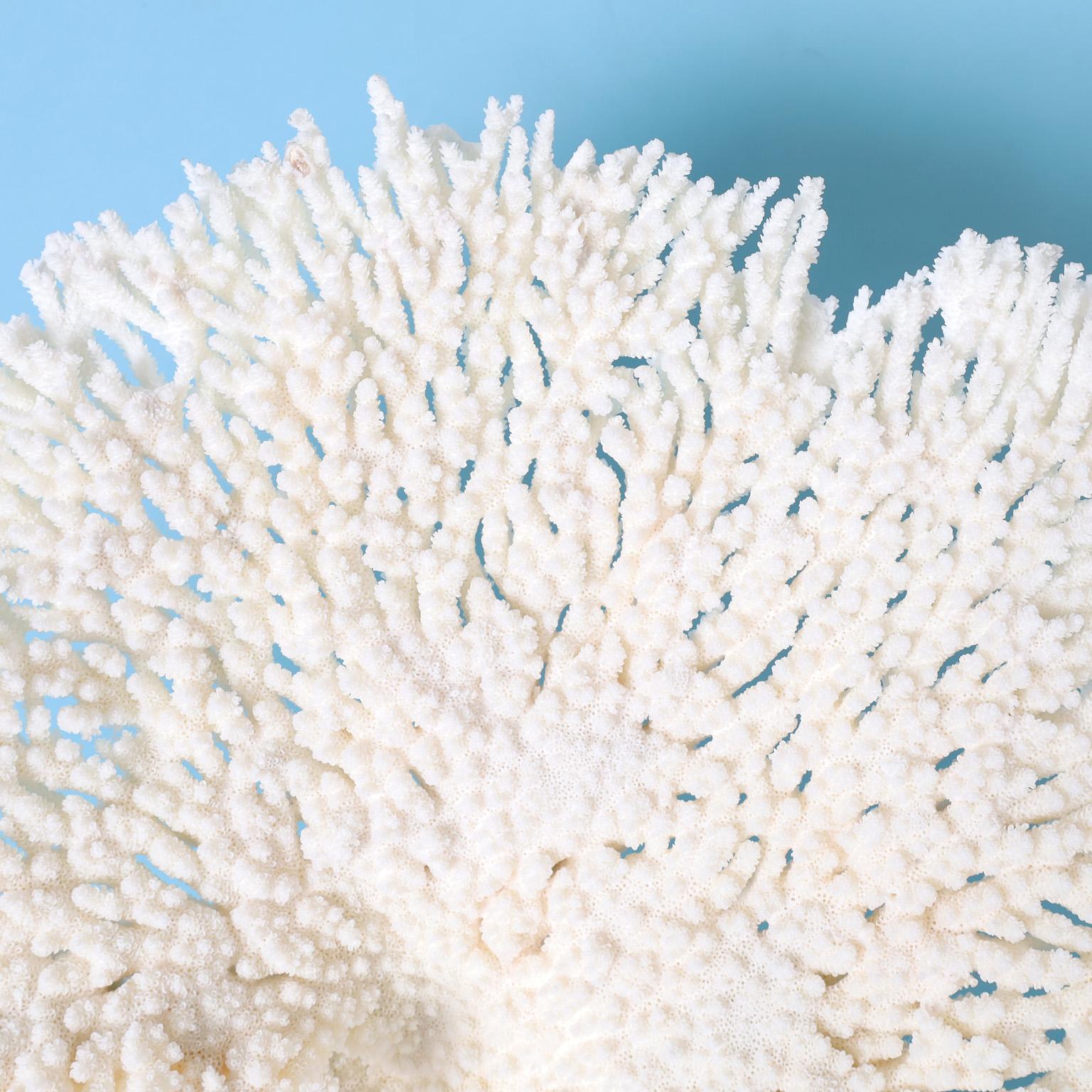 Große weiße Korallen-Skulptur auf Lucite (Handgefertigt) im Angebot