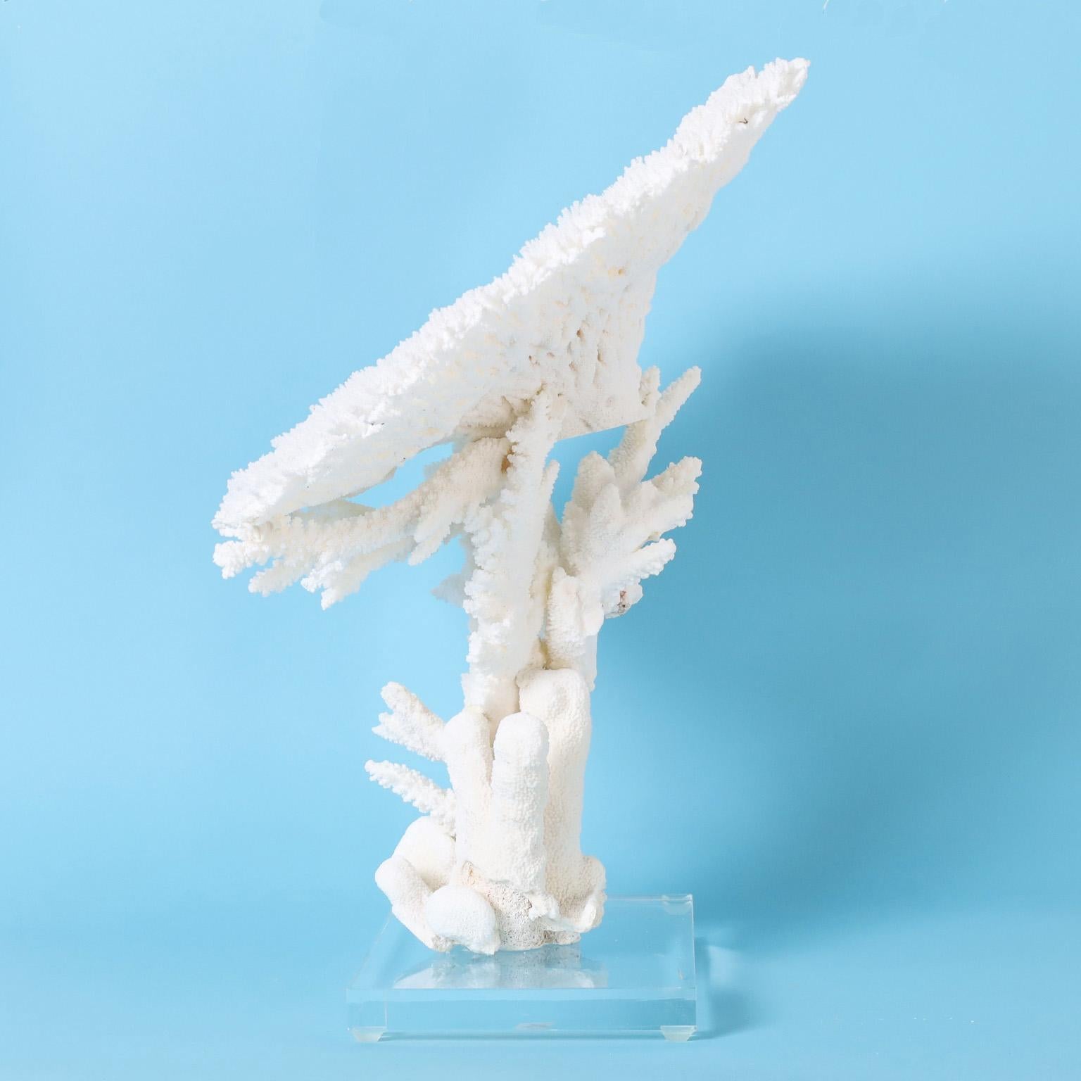 Hand-Crafted Large White Table Coral Sculpture on Lucite