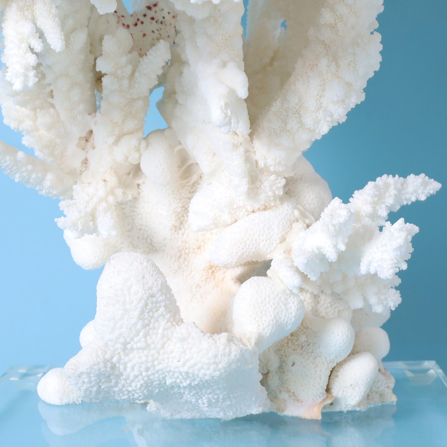 Large White Table Coral Sculpture on Lucite In Good Condition For Sale In Palm Beach, FL