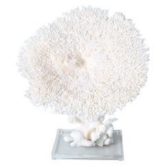 Large White Table Coral Sculpture on Lucite