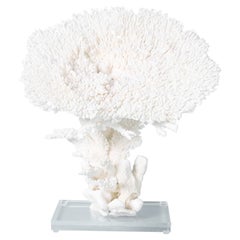 Grande scultura di corallo da tavolo bianco su lucite