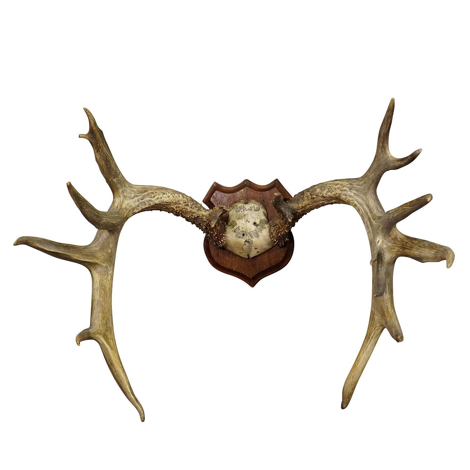 Large White Tailed Deer Trophy Mount on Wooden Plaque ca. 1900s

A capital antique white tailed deer (Odocoileus virginianus) trophy on a wooden plaque with dark finish. The trophy was shot in the late 19th century. 

Trophies are mementos from the