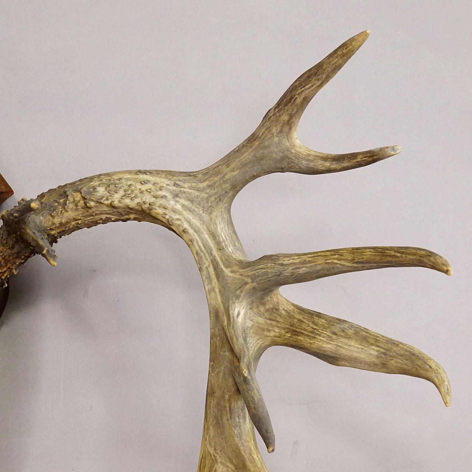 Large White Tailed Deer Trophy Mount on Wooden Plaque ca. 1900s In Good Condition For Sale In Berghuelen, DE