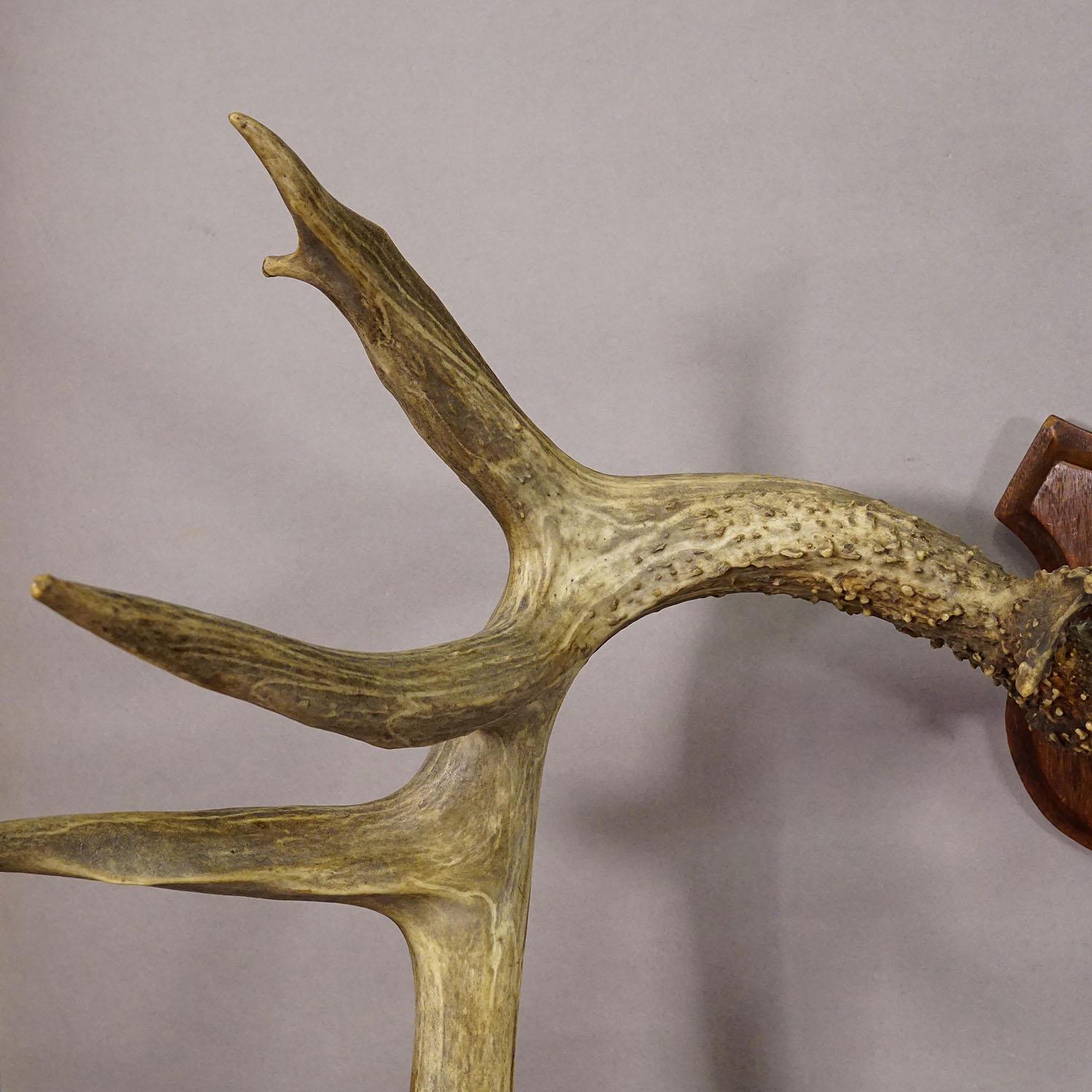 20th Century Large White Tailed Deer Trophy Mount on Wooden Plaque ca. 1900s For Sale