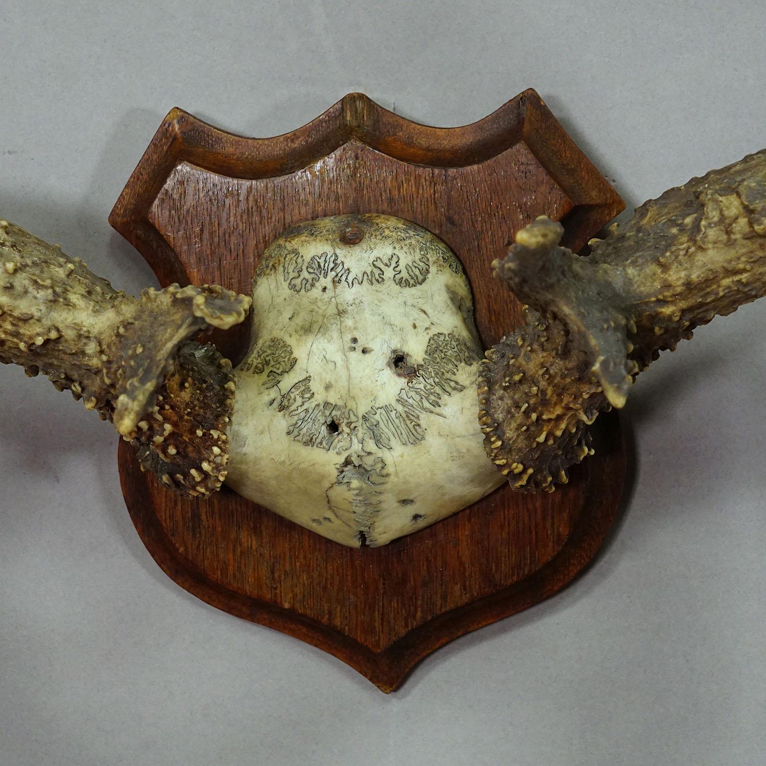 Large White Tailed Deer Trophy Mount on Wooden Plaque ca. 1900s For Sale 1