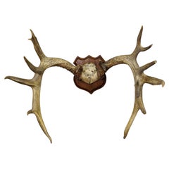 Large White Tailed Deer Trophy Mount on Wooden Plaque ca. 1900s