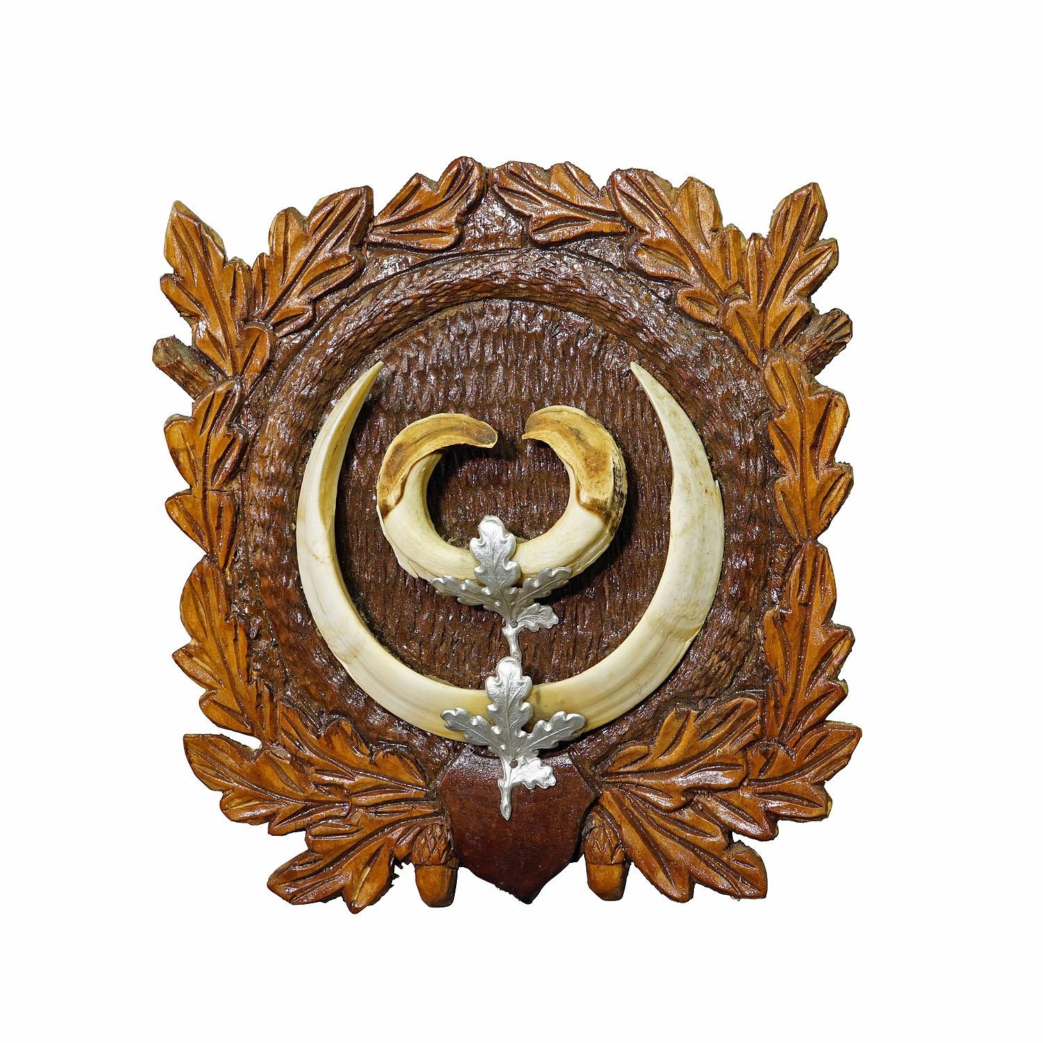 Large Wild Boar Teeth Trophy on Wooden Carved Plaque, Germany 1930s

A large vintage Black Forest wild boar (Sus scrofa) trophy on woodencarved  plaque. The teeth are decorated with two metal mountings which depict oak leaves. The boar was shot in