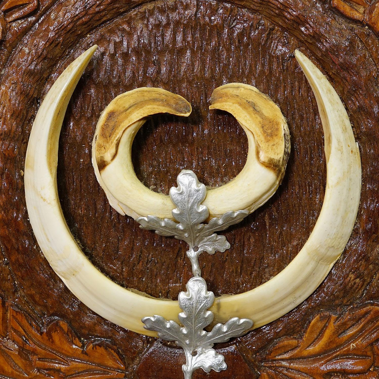 Large Wild Boar Teeth Trophy on Wooden Carved Plaque, Germany 1930s In Good Condition In Berghuelen, DE