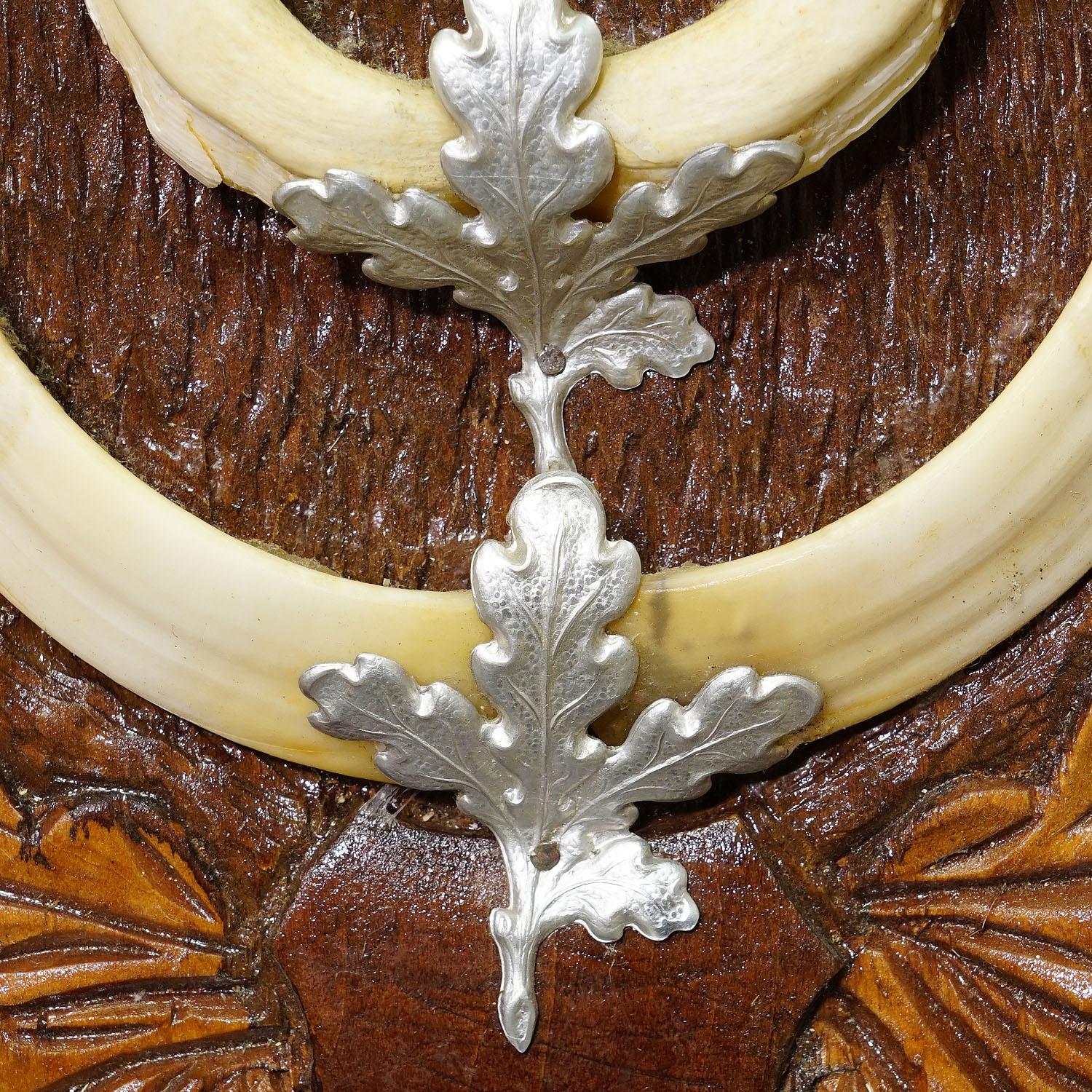 denti cinghiale