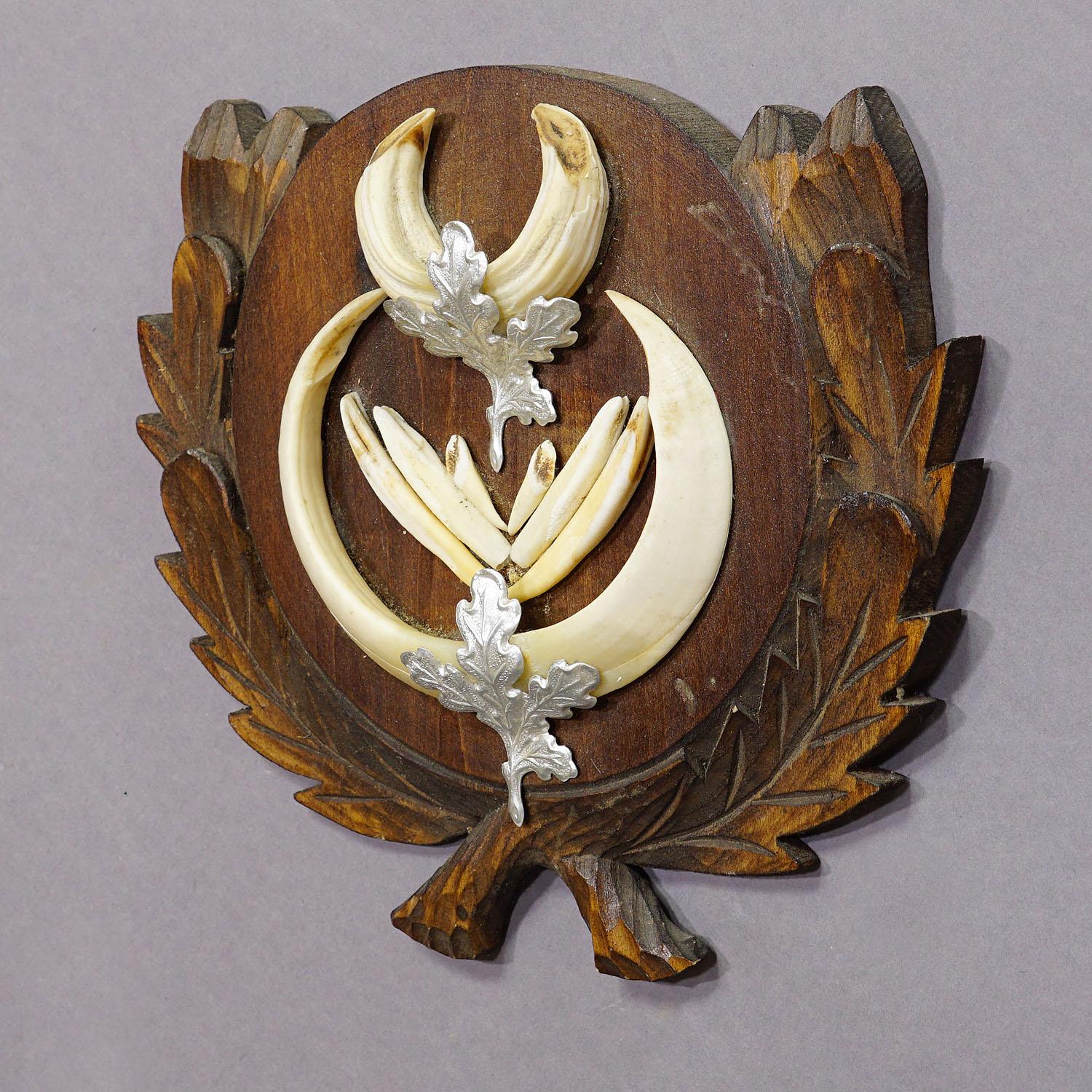 porta trofeo denti cinghiale
