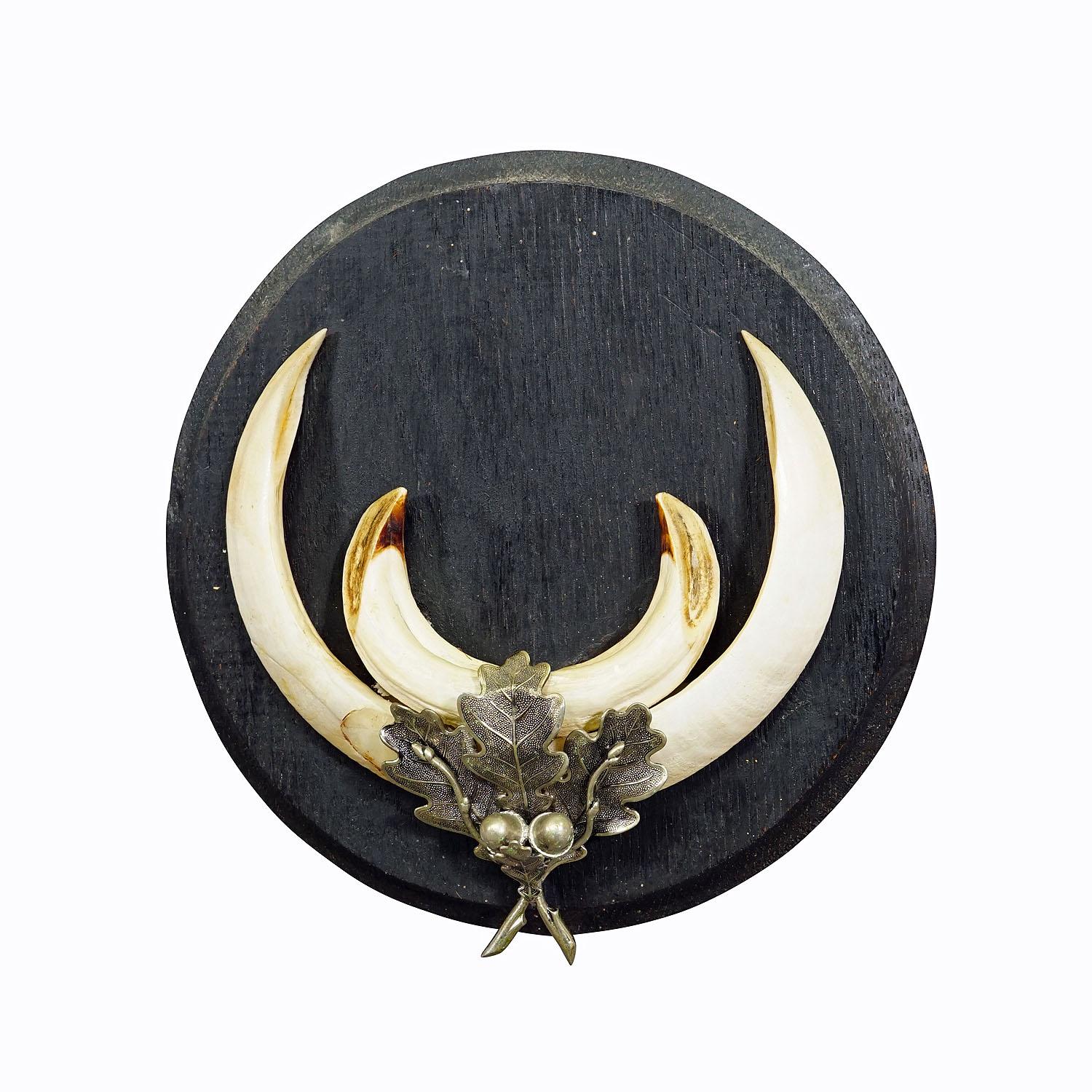 Gran trofeo de jabalí sobre placa de madera torneada, Alemania Años 50
Artículo e6936
Trofeo vintage de jabalí de la Black Forest (Sus scrofa) en placa de madera. Los dientes están decorados con una montura de metal plateado que representa hojas de