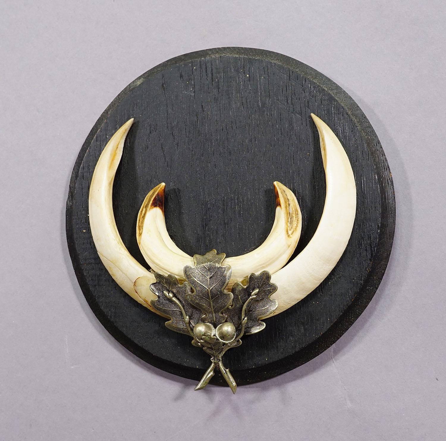 Gran trofeo de jabalí sobre placa de madera torneada, Alemania Años 50 Alemán en venta