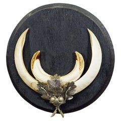 Grande trofeo di cinghiale su placca di legno tornito, Germania, anni '50
