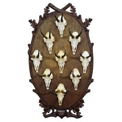 Large Wooden Carved Plaque with Chamois Trophies, Germany 1900