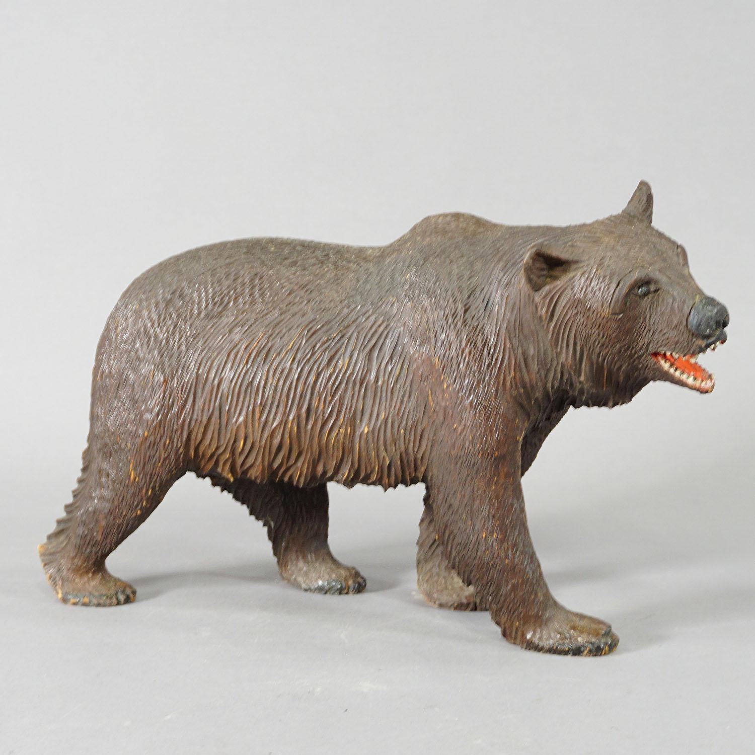 Black Forest Large Wooden Strolling Bear Handcarved in Brienz ca. 1930 For Sale