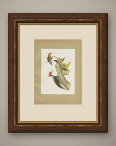 Large Woodpeckers, Brazilian Bird Print, Descourtilz, 1944