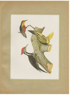 Large Woodpeckers, Brazilian Bird Print, Descourtilz, 1944