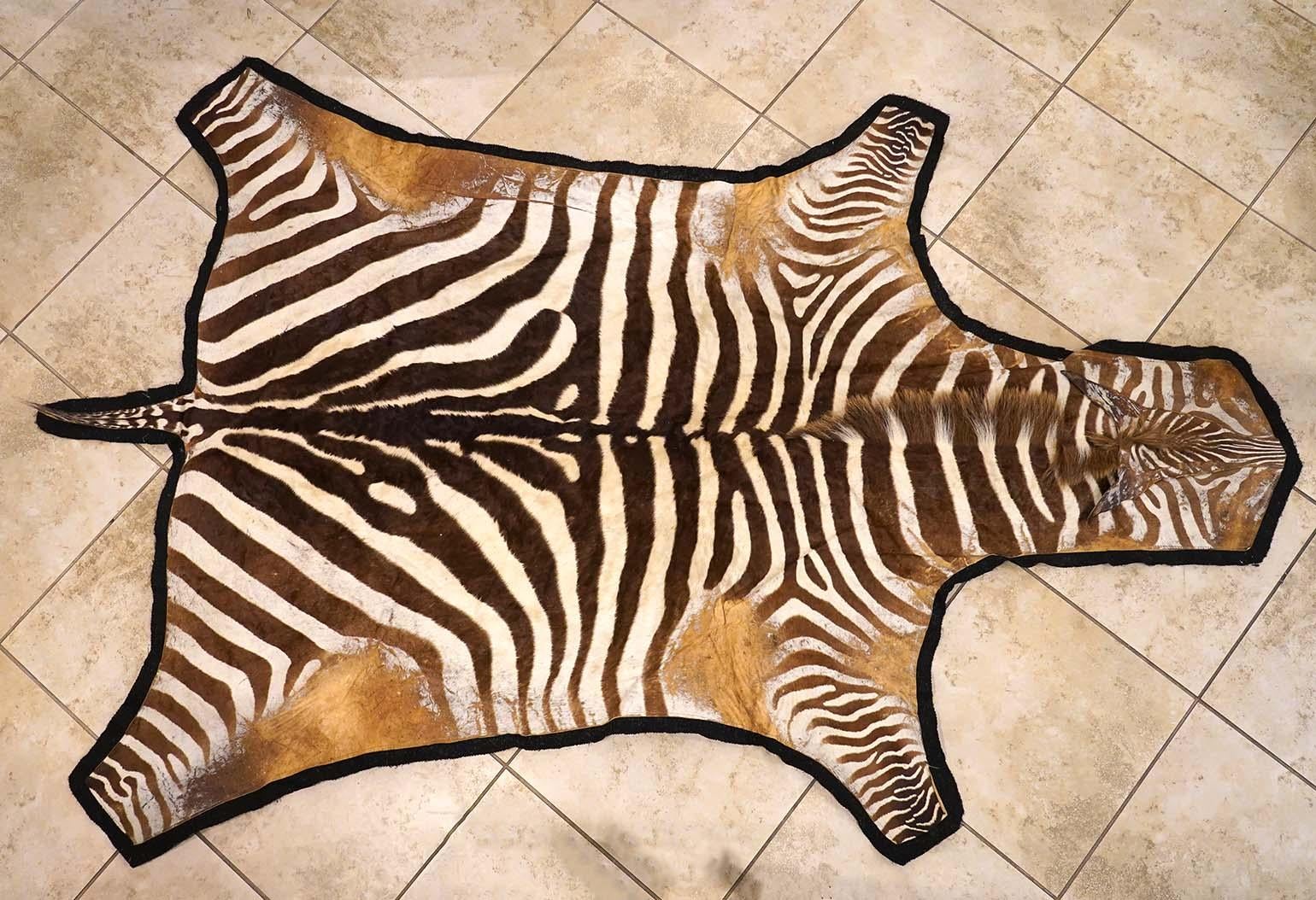 Large vintage zebra hide rug with felt backing.