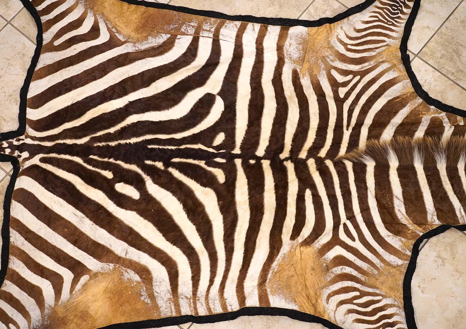 African Large Zebra Hide Rug with Black Felt Backing