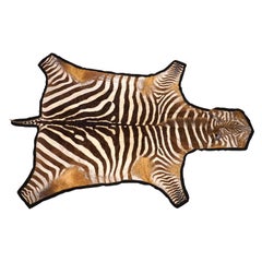Großer Zebrafellteppich mit schwarzer Filzunterlage