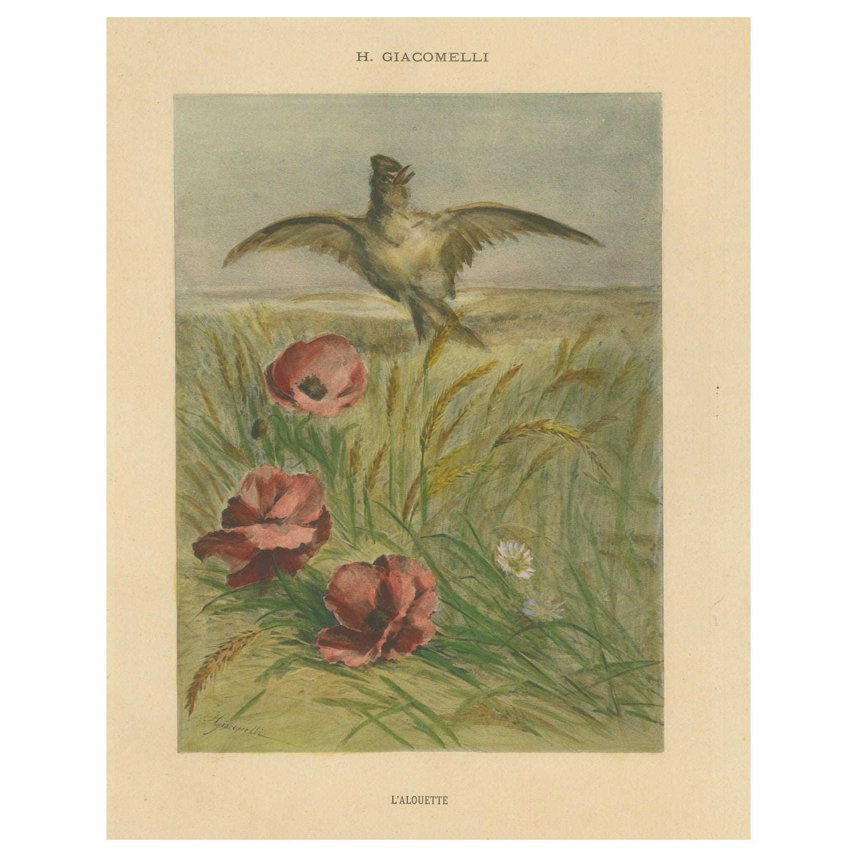 Allodola tra i papaveri - Squisita stampa ornitologica di Giacomelli, CIRCA 1891