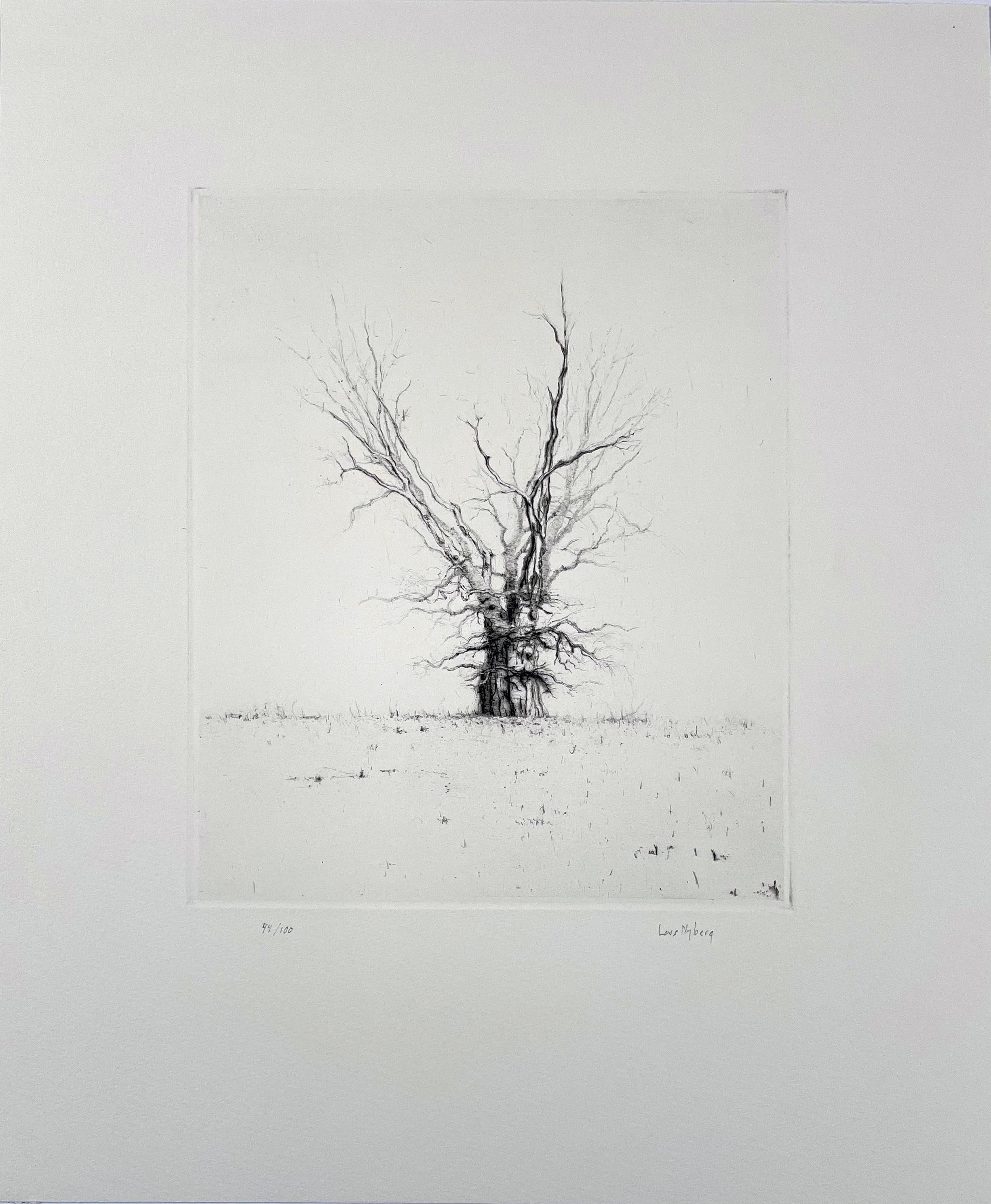 Oak - Print by Lars Nyberg