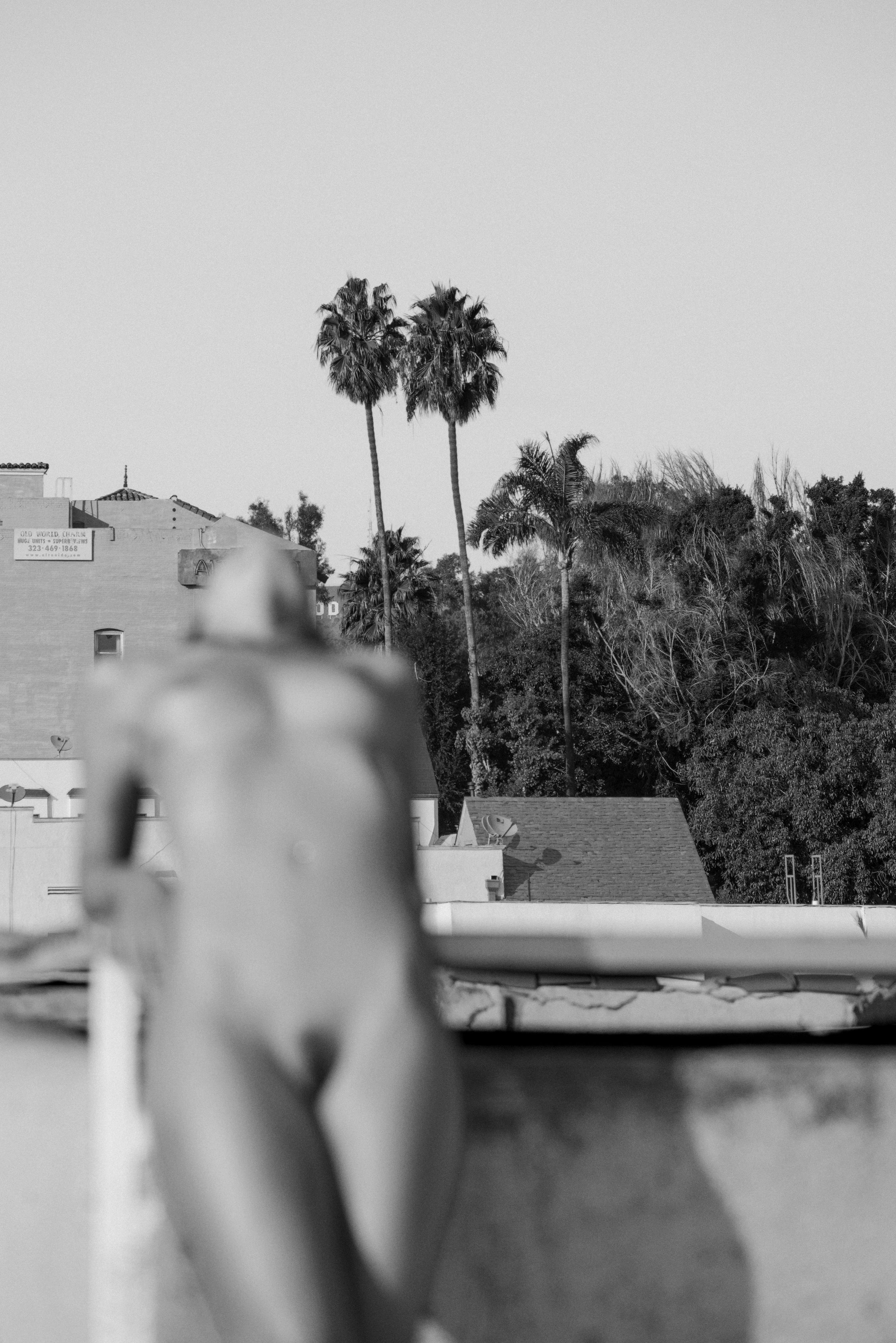 "Two Palms" Black
White Photography 27" x 18" in Edition 1/24 by Larsen Sotelo