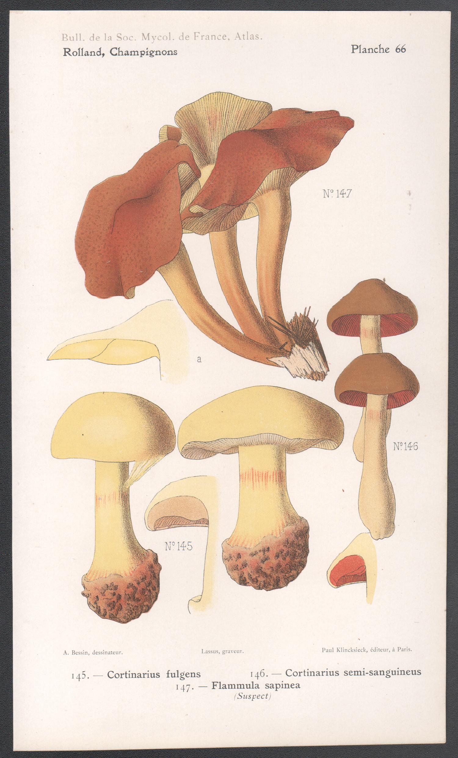 Champignons, cromolitografía francesa antigua de champiñones, 1910 - Print de Lassus after Aimé Bessin