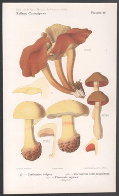 Champignons, French antique mushroom chromolithograph, 1910