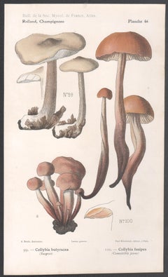 Champignons, French antique mushroom chromolithograph, 1910