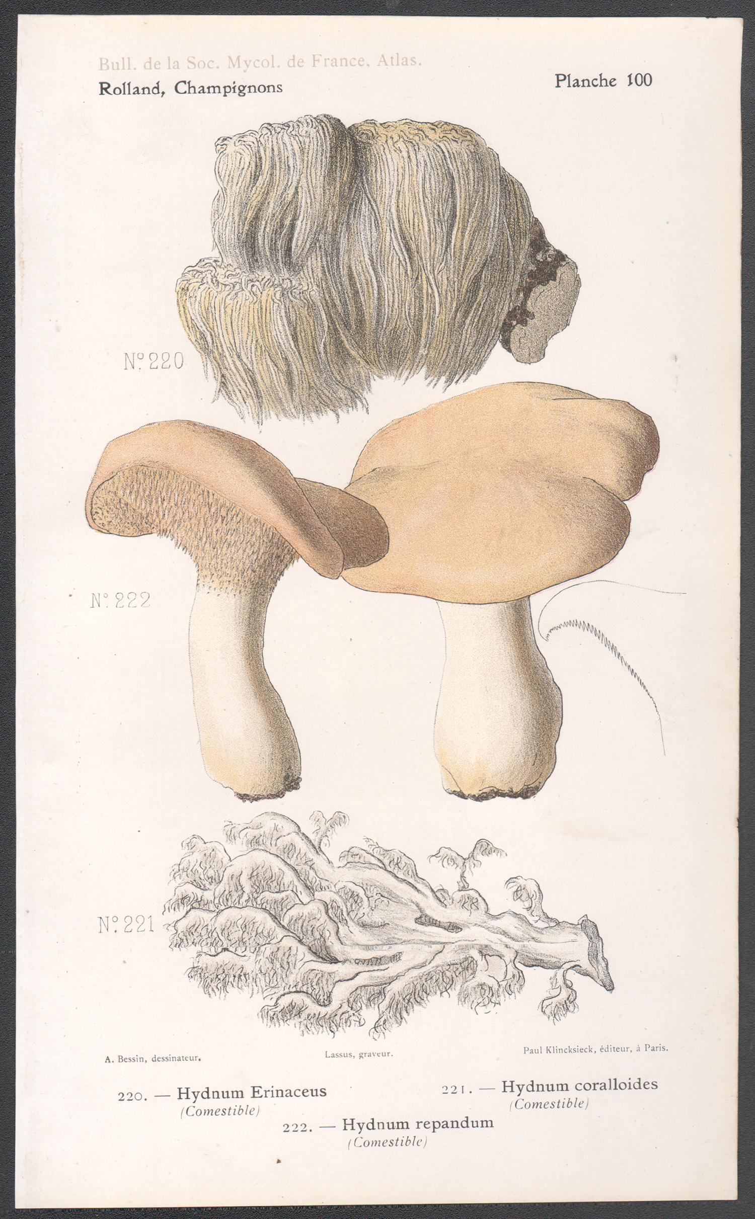Champignons, chromolithographie française ancienne en forme de champignon, 1910 - Print de Lassus after Aimé Bessin