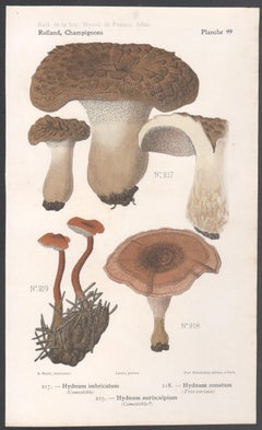Champignons, French antique mushroom chromolithograph, 1910
