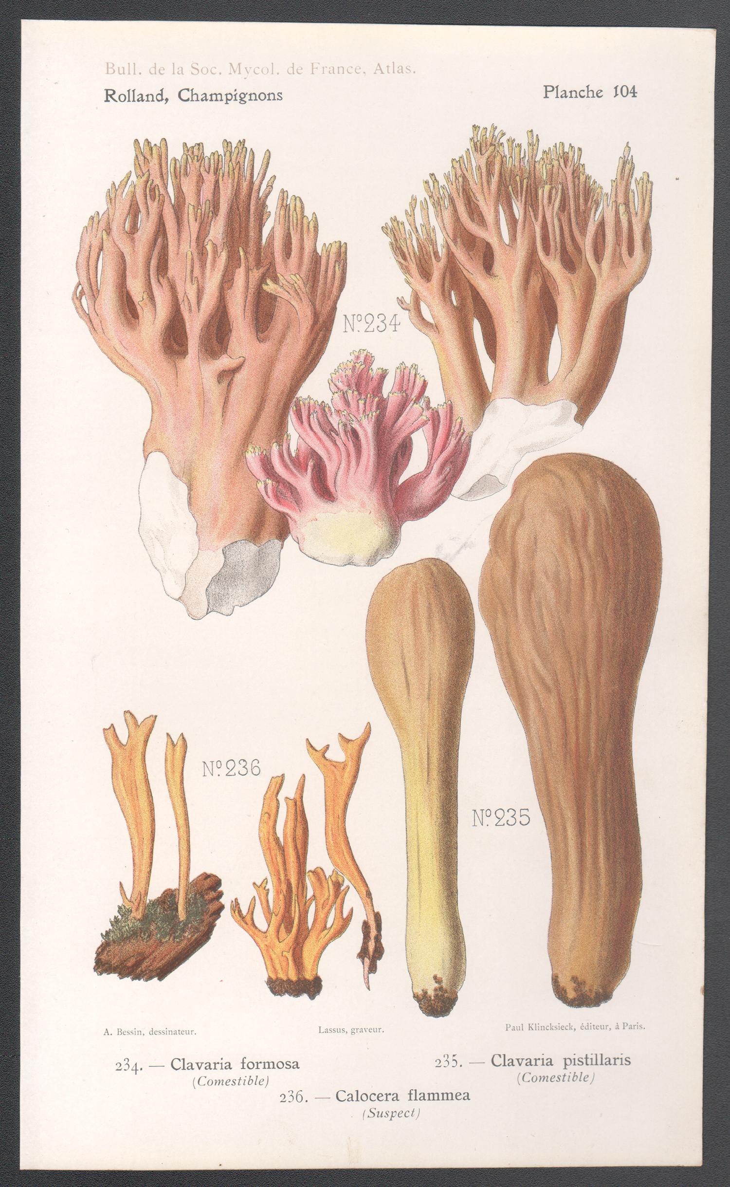 Champignons, French antique mushroom chromolithograph, 1910 - Print by Lassus after Aimé Bessin