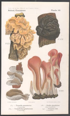 Champignons, französische antike Pilzolithographie mit Pilzmotiven, 1910