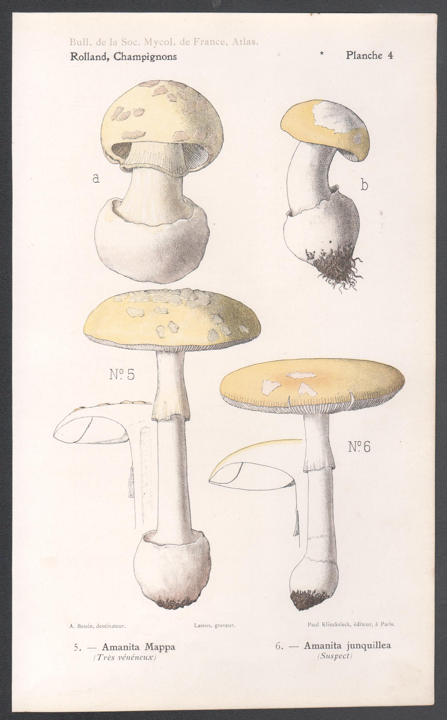 Champignons, cromolitografía francesa antigua de champiñones, 1910 - Print de Lassus after Aimé Bessin