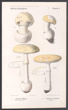 Champignons, French antique mushroom chromolithograph, 1910