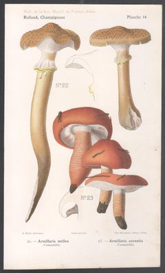 Champignons, French antique mushroom chromolithograph, 1910
