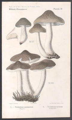 Champignons, French antique mushroom chromolithograph, 1910