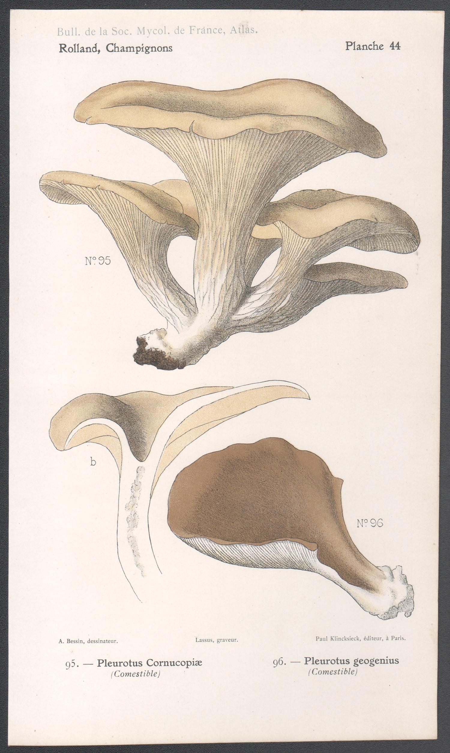 Champignons, French antique mushroom chromolithograph, 1910 - Print by Lassus after Aimé Bessin