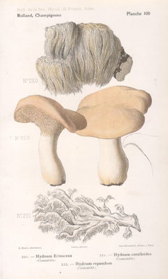 Champignons, French antique mushroom chromolithograph, 1910
