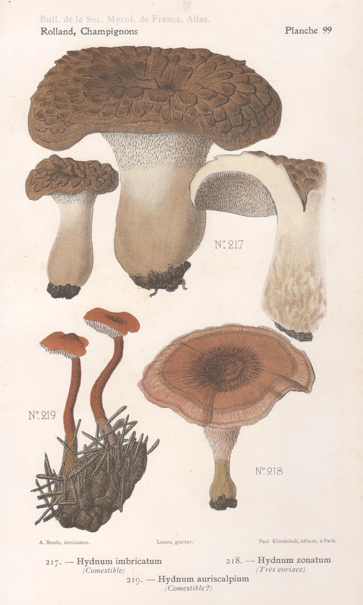 Lassus after Aimé Bessin Still-Life Print - Champignons, French antique mushroom chromolithograph, 1910