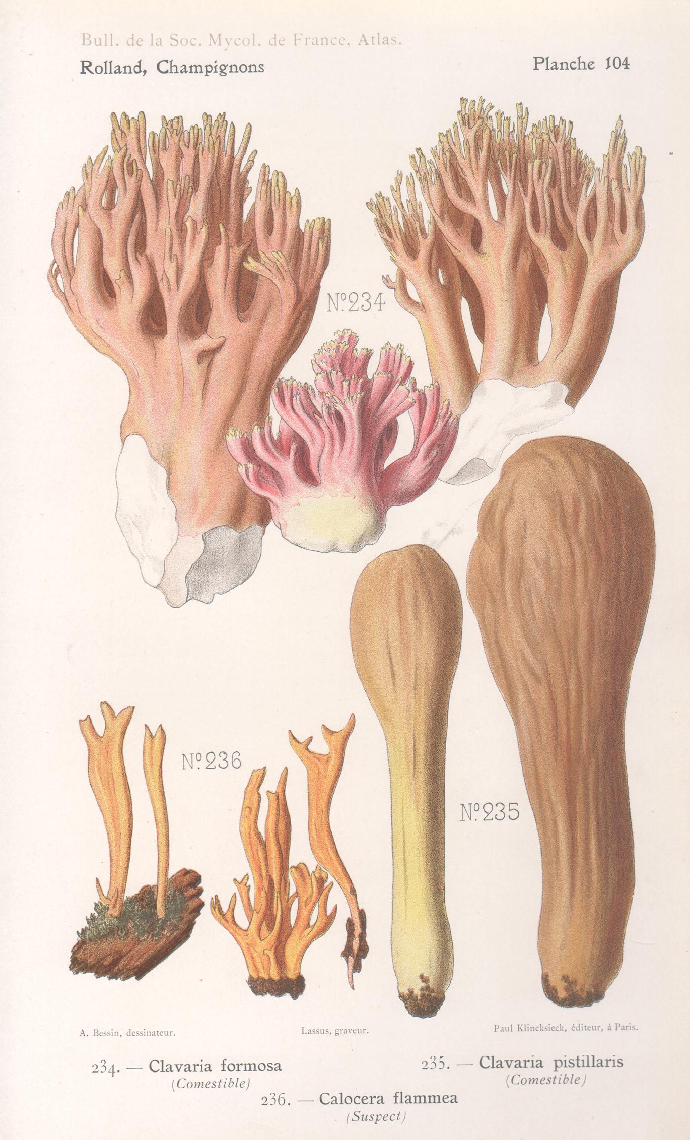 Lassus after Aimé Bessin Still-Life Print - Champignons, French antique mushroom chromolithograph, 1910