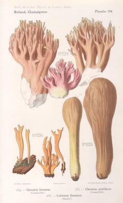 Champignons, cromolitografía francesa antigua de champiñones, 1910
